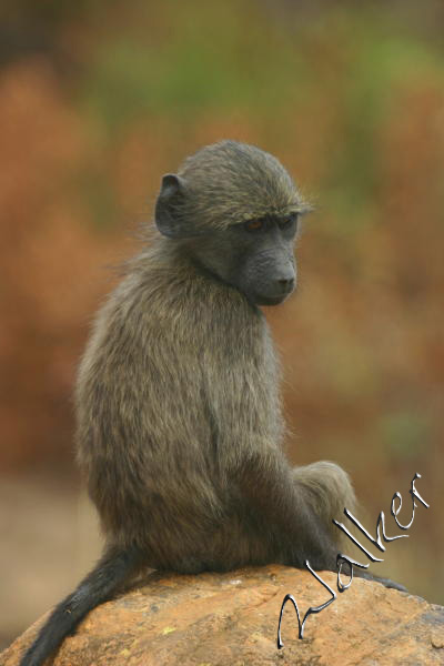 Monkey
A Monkey in Pilanesberg, South Africa
Keywords: Monkey Pilanseberg South Africa