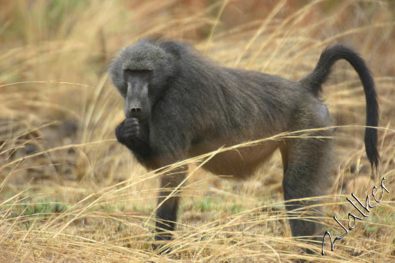 Monkey
A Monkey in Pilanesberg, South Africa
Keywords: Monkey Pilanseberg South Africa