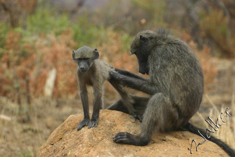 Monkeys
Monkeys in Pilanesberg, South Africa
Keywords: Monkey Pilanseberg South Africa