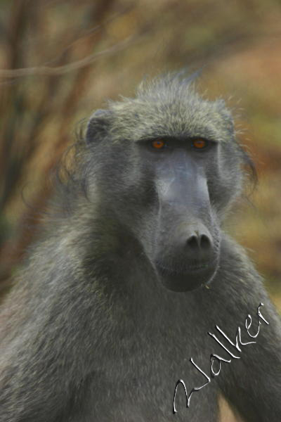 Monkey
A Monkey in Pilanesberg, South Africa
Keywords: Monkey Pilanseberg South Africa