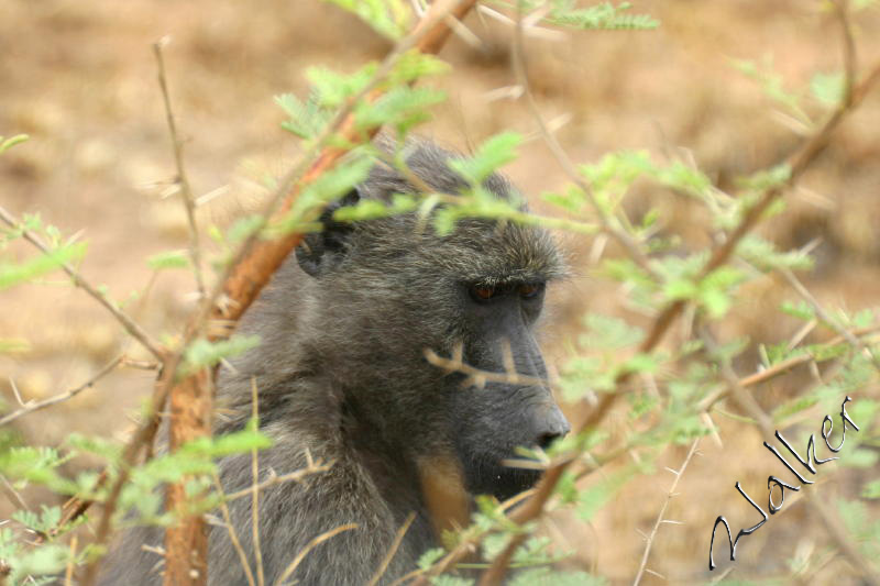 Monkey
A Monkey in Pilanesberg, South Africa
Keywords: Monkey South Africa