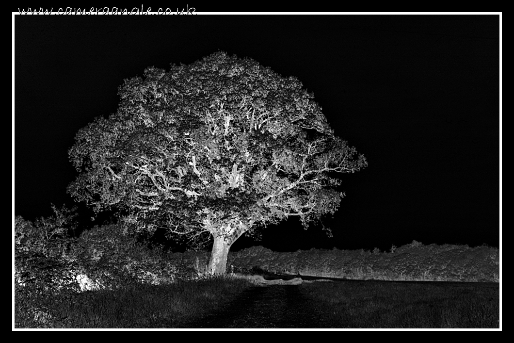 Negative Tree
The positive looked rubbish, this is way better ;)
Keywords: Tree Negative