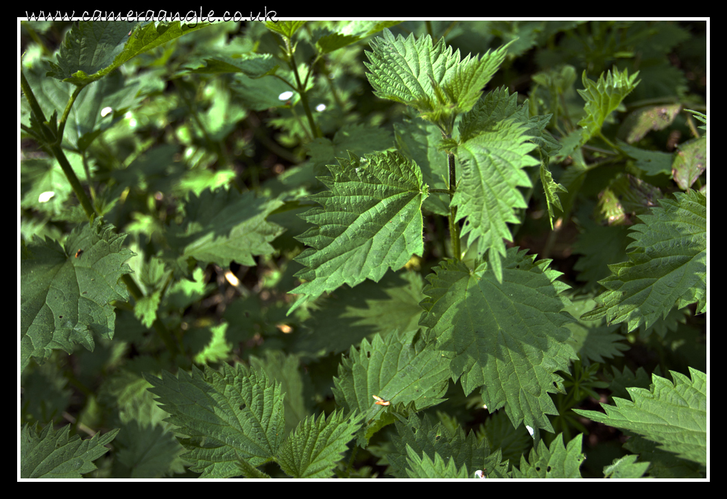 Nettles
Don't fall in :)
Keywords: Nettles