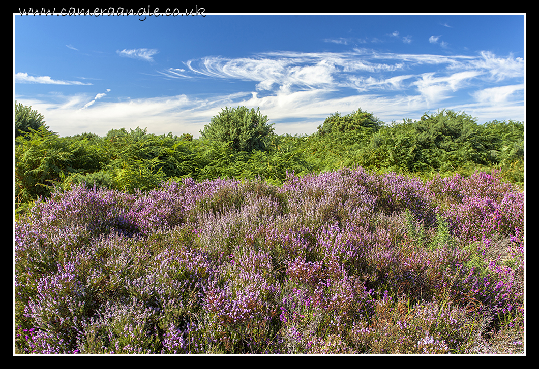 New Forest
Just couldn't resist these lovely colours
Keywords: New Forest