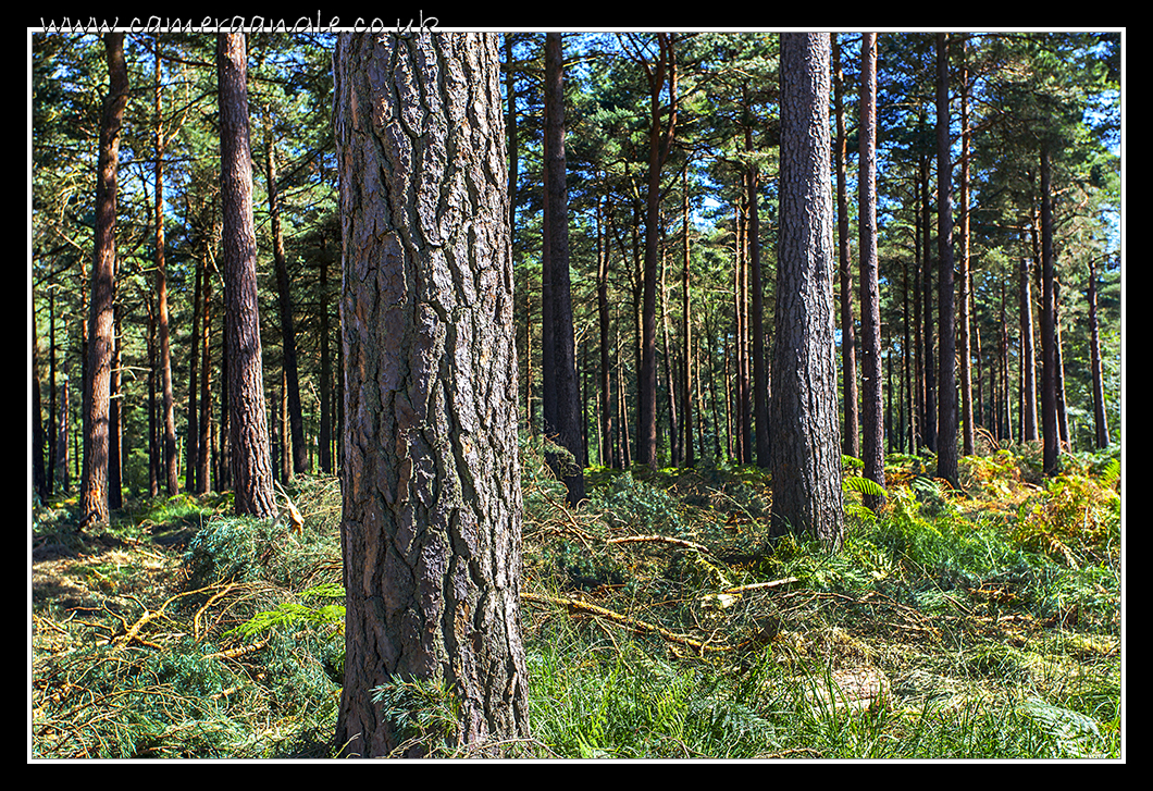 New Forest Trees
New Forest Trees
Keywords: New Forest Trees