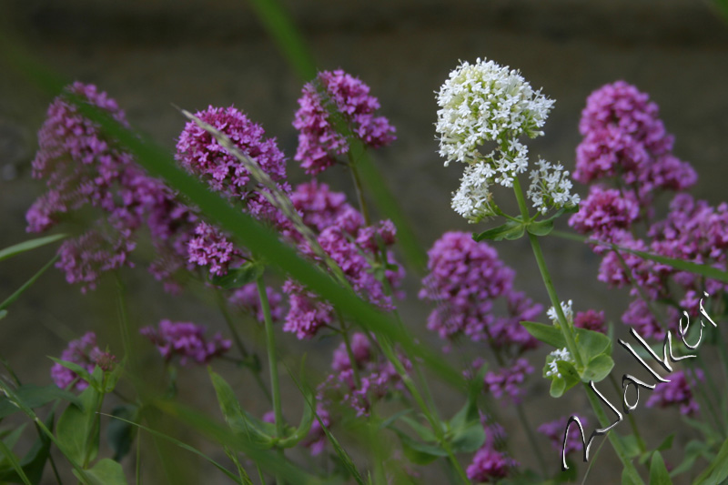 Odd one out
A white flower blossoms in amongst the mauve
Keywords: White Flower