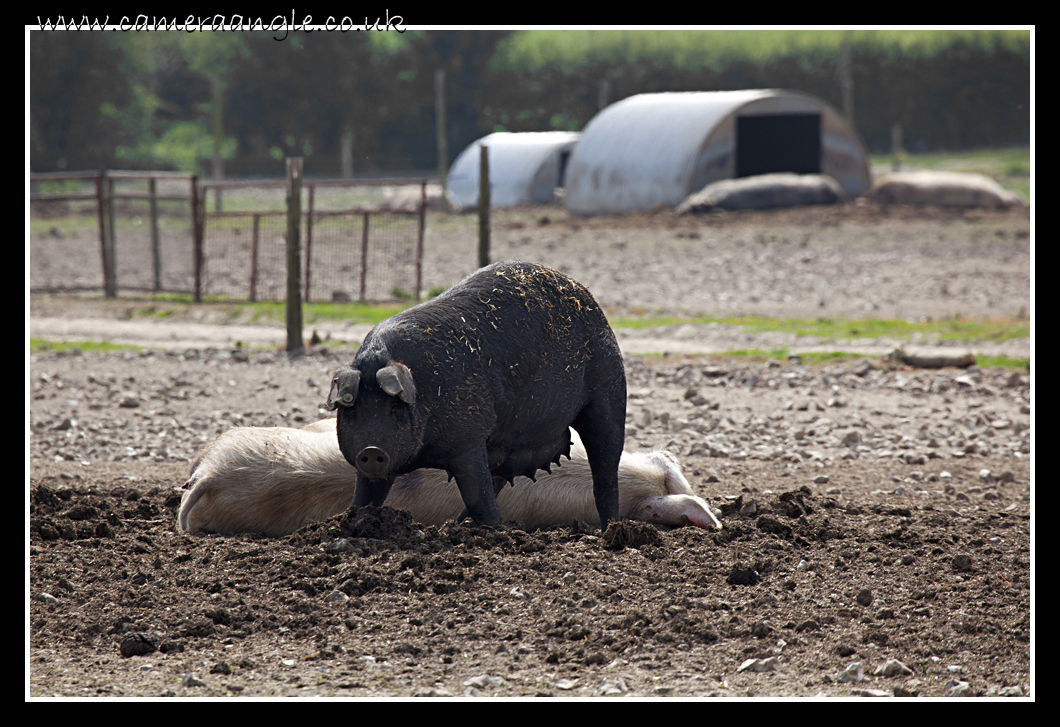 Oink!
Keywords: Oink! Pigs