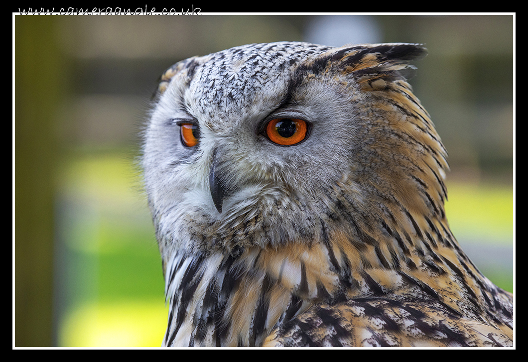 Owl
Liberty's Owl, Raptor and Reptile Centre
Keywords: Liberty&#039;s Owl, Raptor Reptile Centre