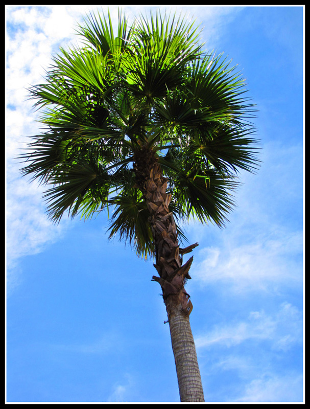 Palm Tree
Palm tree in Las Vegas, Nevada.                      
Keywords: Palm Tree