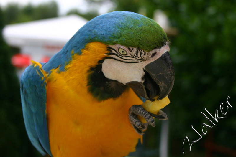 Parrot
A parrot tucks in to some left over chips
Keywords: Parrot chip