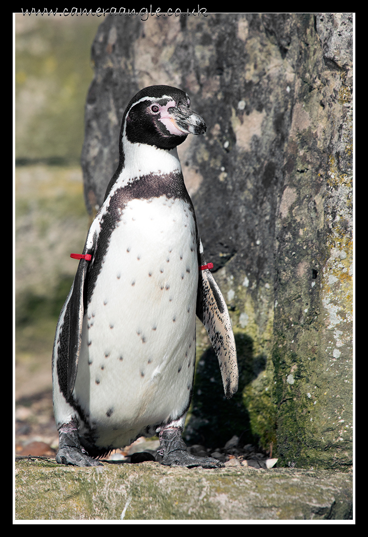 Penguin
Keywords: Penguin at Marwell Zoo