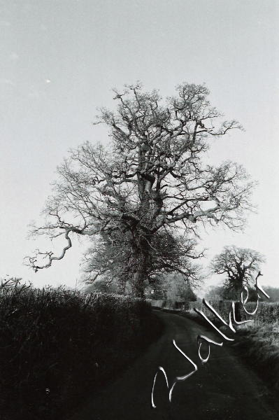 Tree on Pidgeonhouse lane
Keywords: Pidgeonhouse lane tree