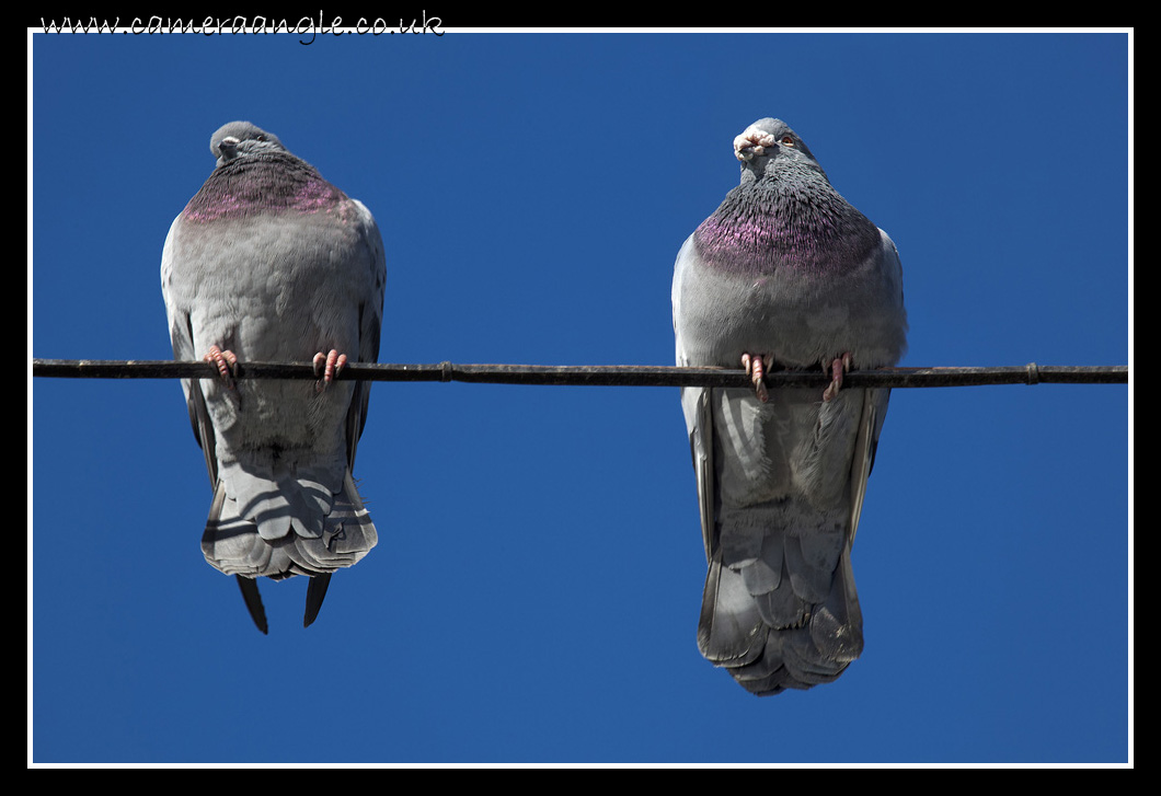 Pidgeons
Keywords: Southsea Pidgeons