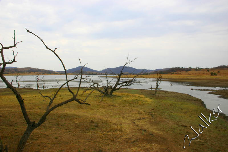 Pilanseberg South Africa
Pilanesberg, South Africa
Keywords: Pilanesberg South Africa