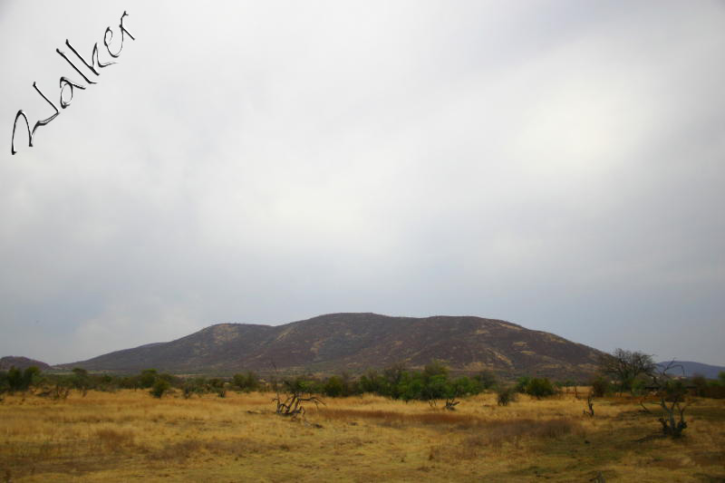 Pilanseberg South Africa
Pilanesberg, South Africa
Keywords: Pilanesberg South Africa