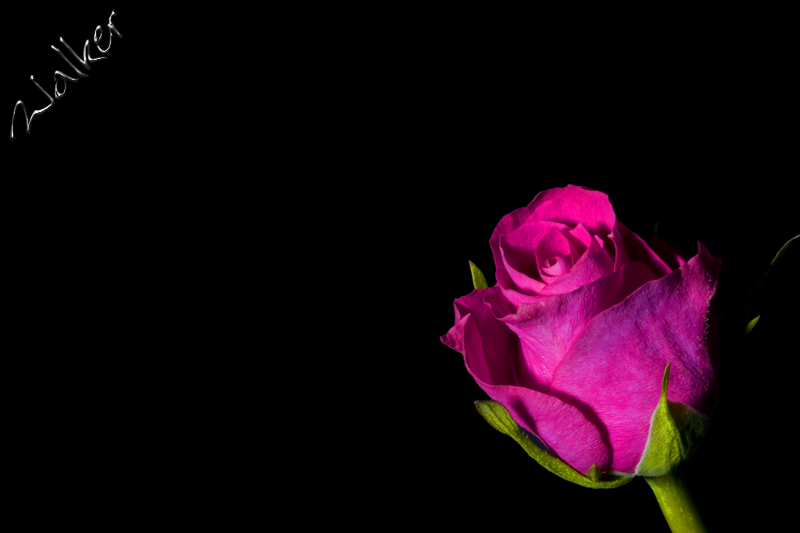 Pink Rose
A Pink Rose
Keywords: Pink Rose