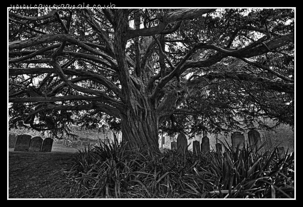 Old Yew Tree
An old yew tree in Portchester Castle
