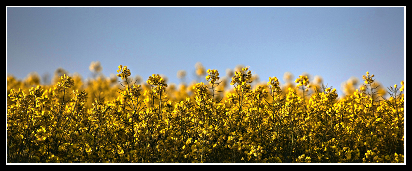 Rapeseed
Aaaaaaachoooooooooooo
Keywords: rapeseed