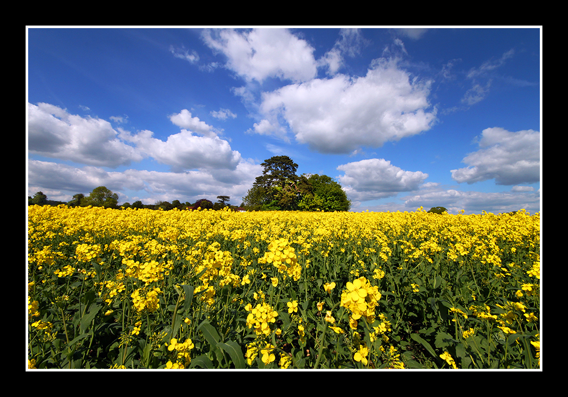 Rapeseed
Keywords: Rapeseed