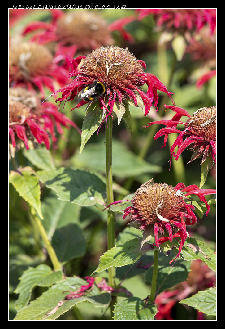 Red Flowers
Red Flowers at Kingston Lacy House
Keywords: Red Flowers Kingston Lacy House