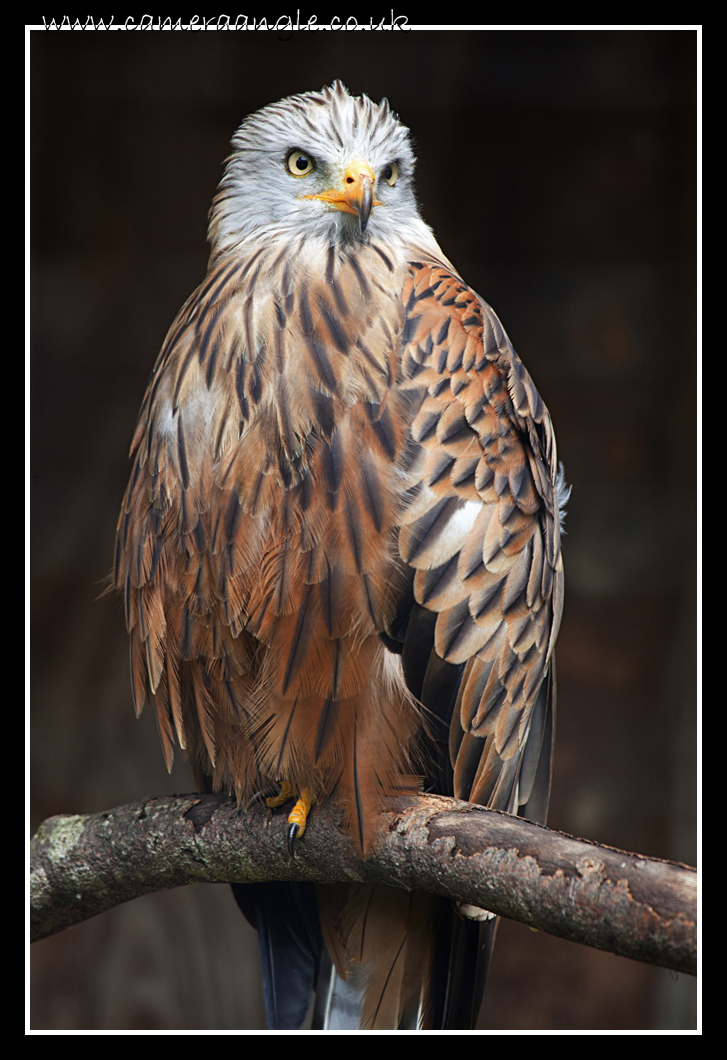 Red Kite Hawk
Keywords: Red Kite Hawk