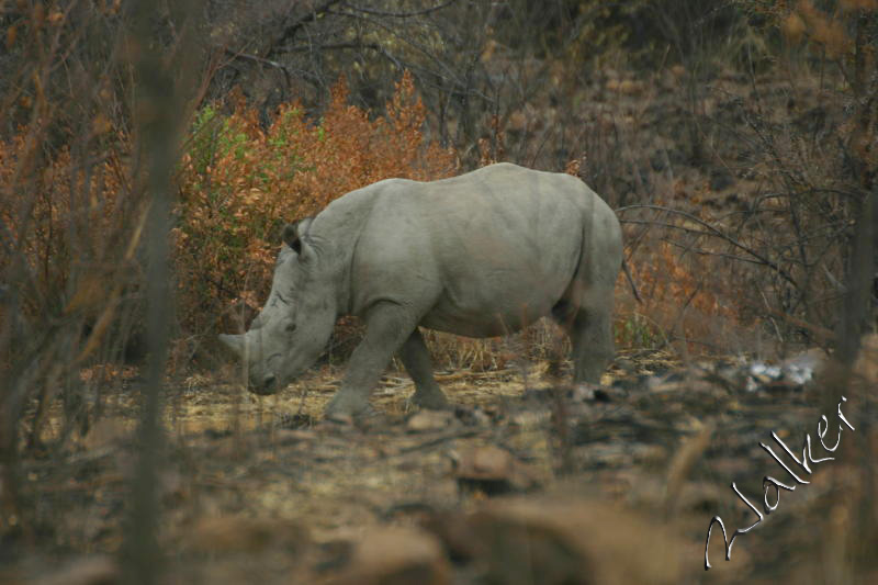 White Rhino
A White Rhino in Pilanesberg, South Africa
Keywords: White Rhino Pilanesberg South Africa