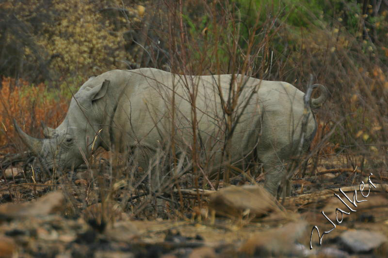 White Rhino
A White Rhino in Pilanesberg, South Africa
Keywords: White Rhino Pilanesberg South Africa