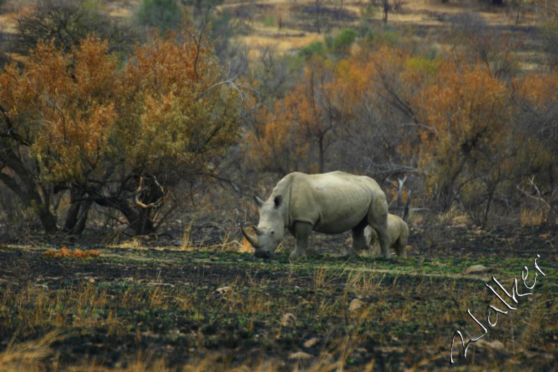 White Rhino
A White Rhino in Pilanesberg, South Africa
Keywords: White Rhino Pilanesberg South Africa