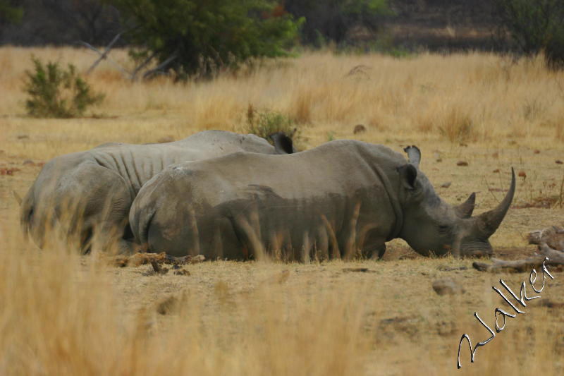 White Rhino
A White Rhino in Pilanesberg, South Africa
Keywords: White Rhino Pilanesberg South Africa