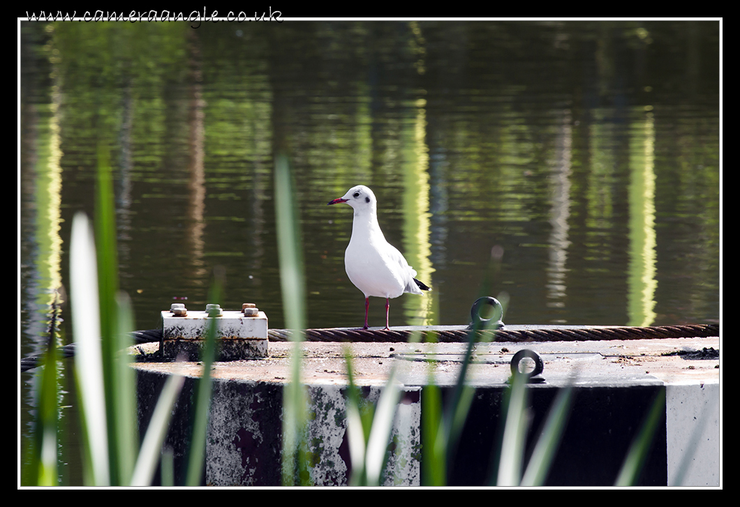 Seagull
Tewkesbury Mill Seagull
Keywords: Tewkesbury Mill Seagull