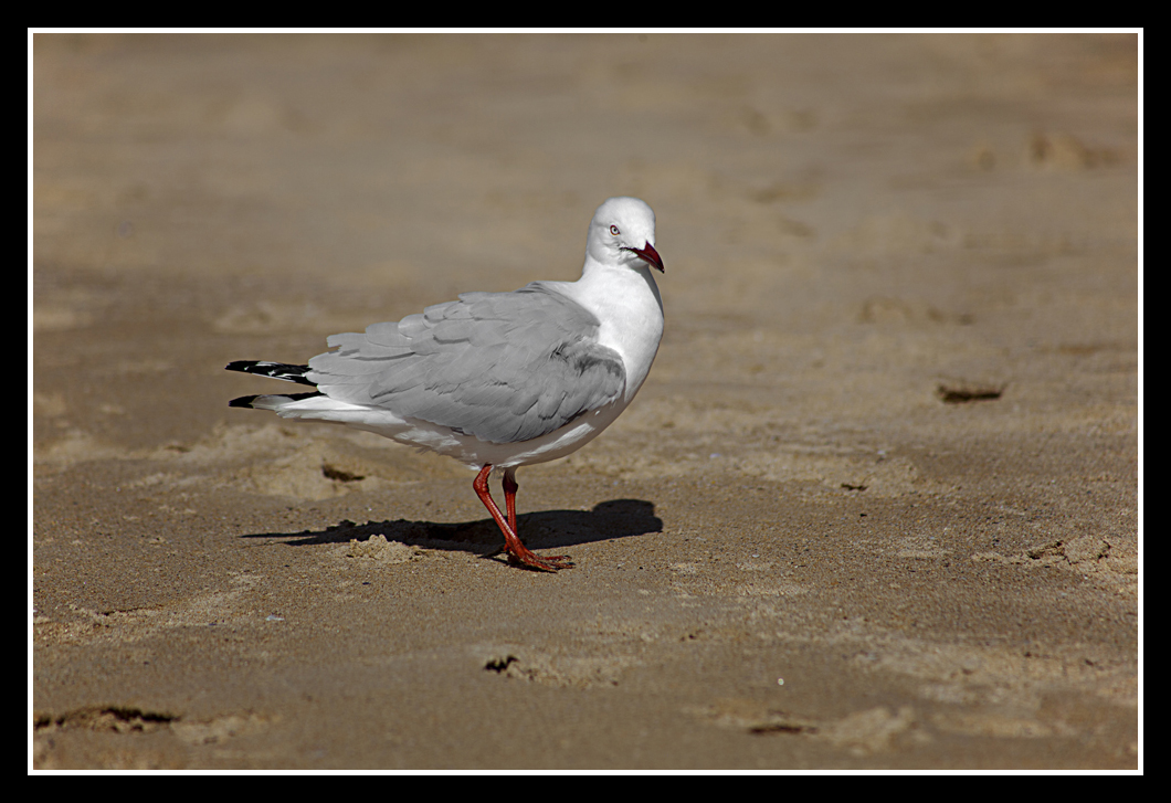 Seagull
A seagull on Manly Beach
Keywords: Manly Seagull