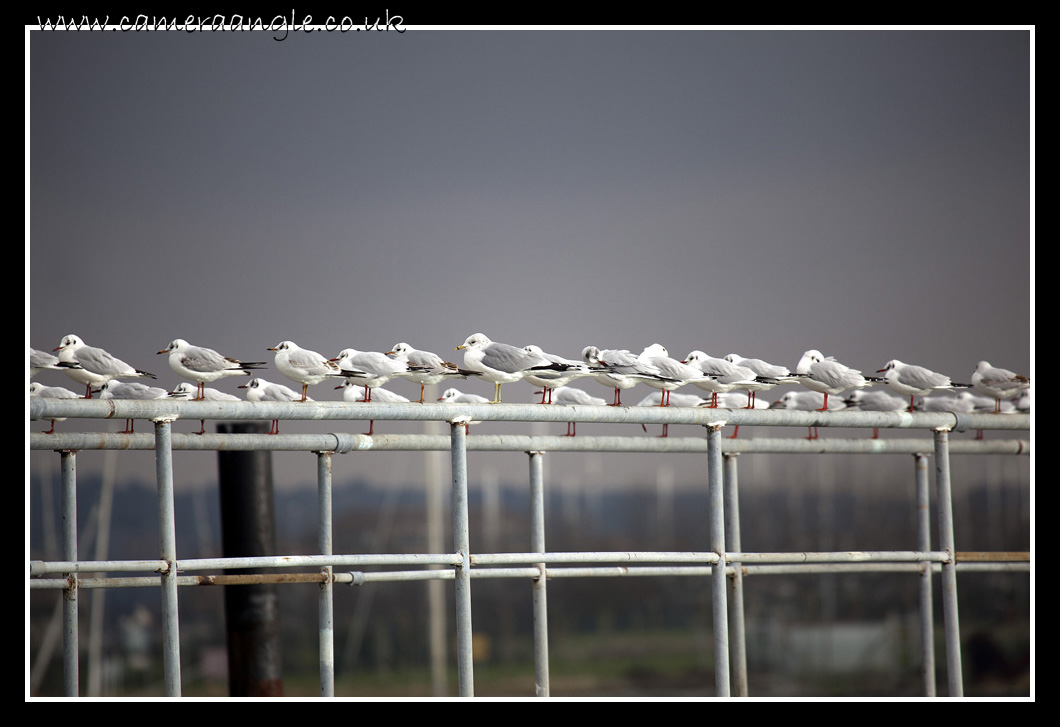 Seagulls
Even Seagulls can queue 
Keywords: Seagulls