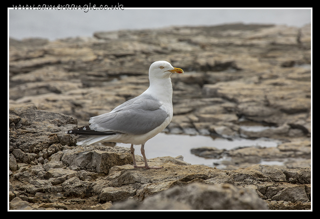 Seagull
Portland Bill Seagull
Keywords: Portland Bill Seagull Weymouth