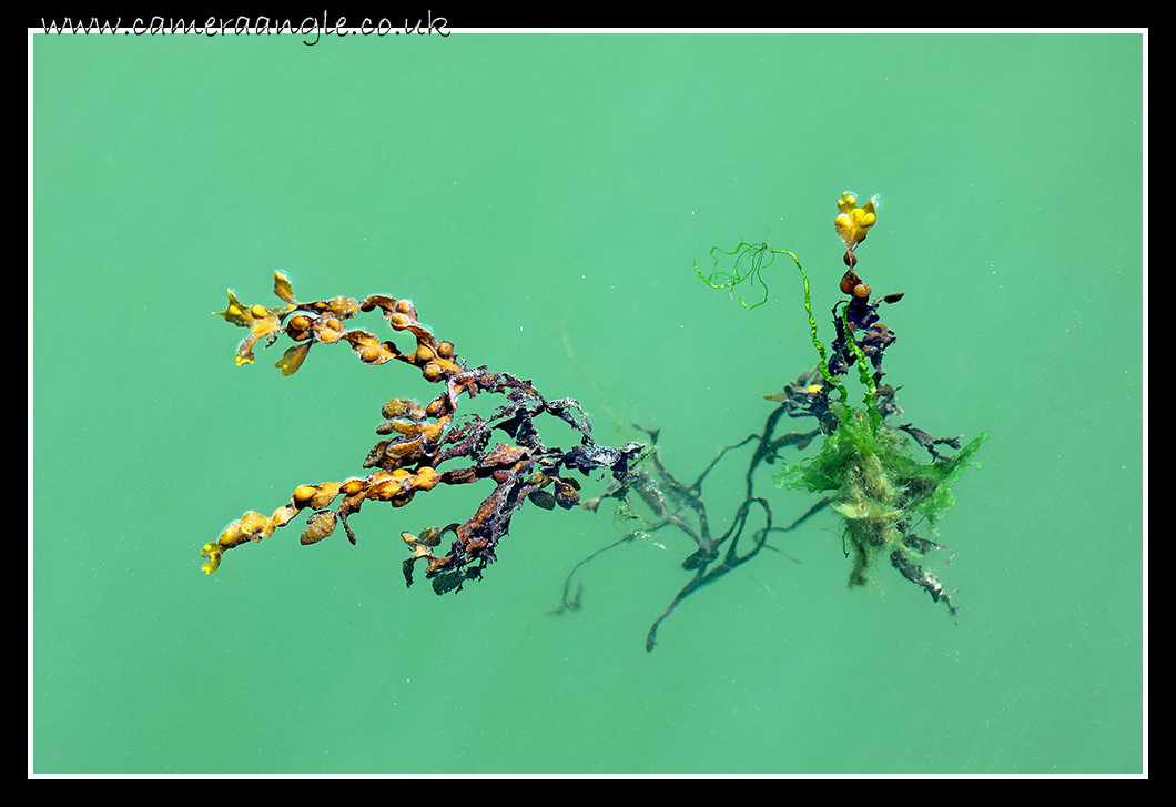 Sea weed
