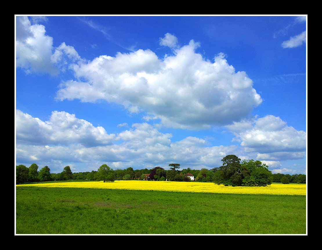 Rapeseed
Keywords: Rapeseed