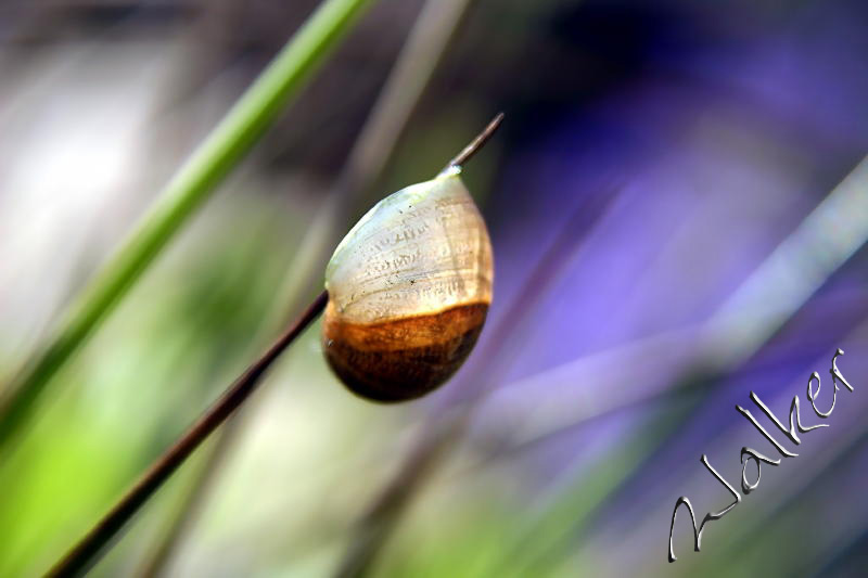 Empty Snail Shell
A Snail shell with no snail!
