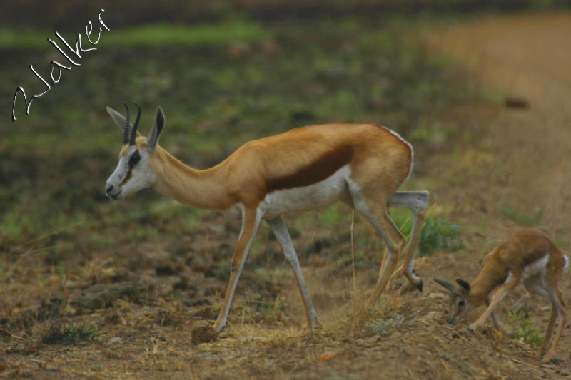 Springbok
A Springbok in Pilanesberg, South Africa
Keywords: Warthog Springbok South Africa