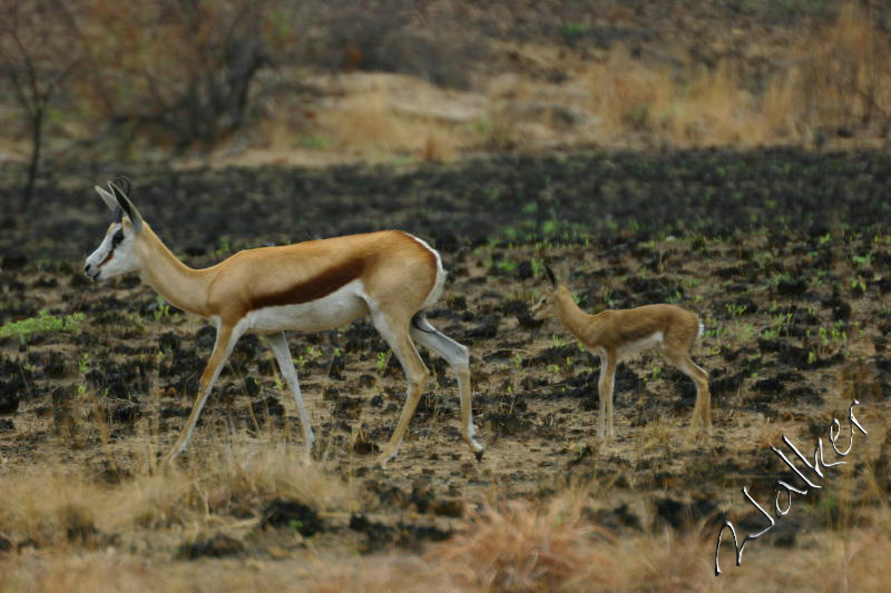 Springbok
A Springbok in Pilanesberg, South Africa
Keywords: Springbok Pilanesberg South Africa