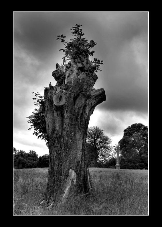 Tree stump
Some may pass this by, but oh no, not I!
Keywords: Tree Stump