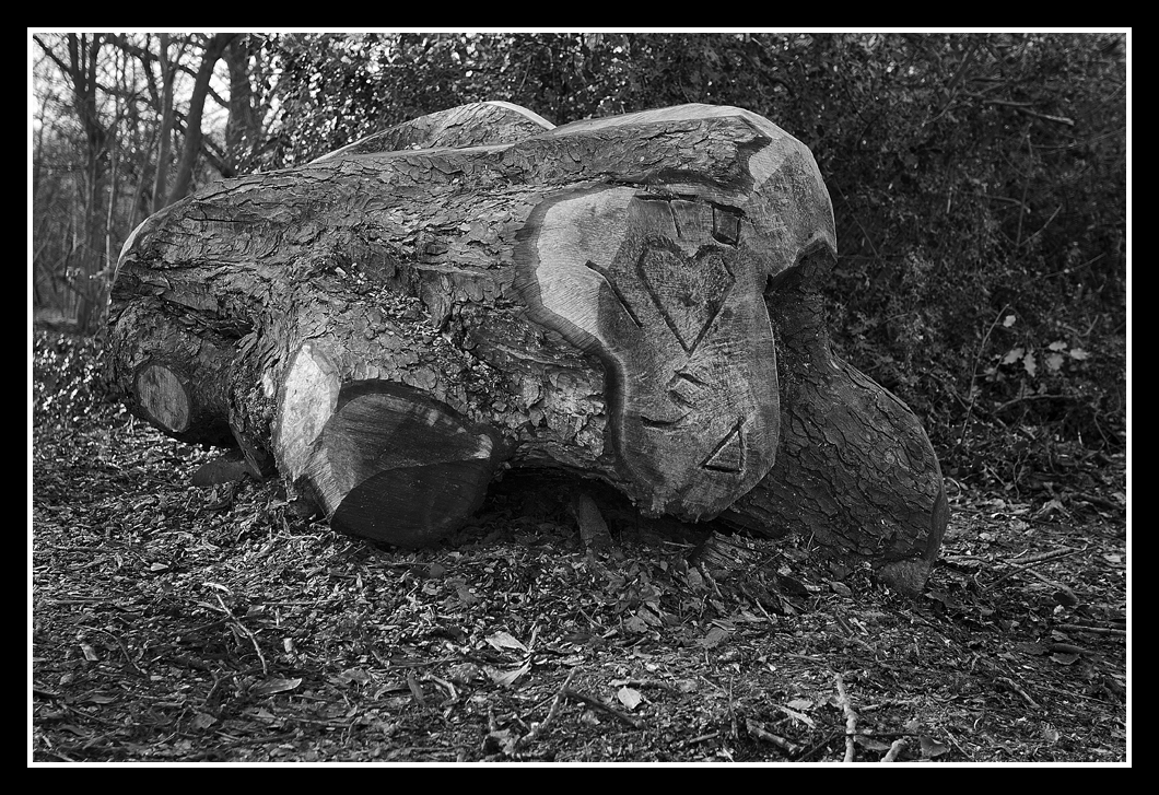 Tree Stump
Tree Stump Staunton Country Park
Keywords: Tree Stump Staunton Country Park