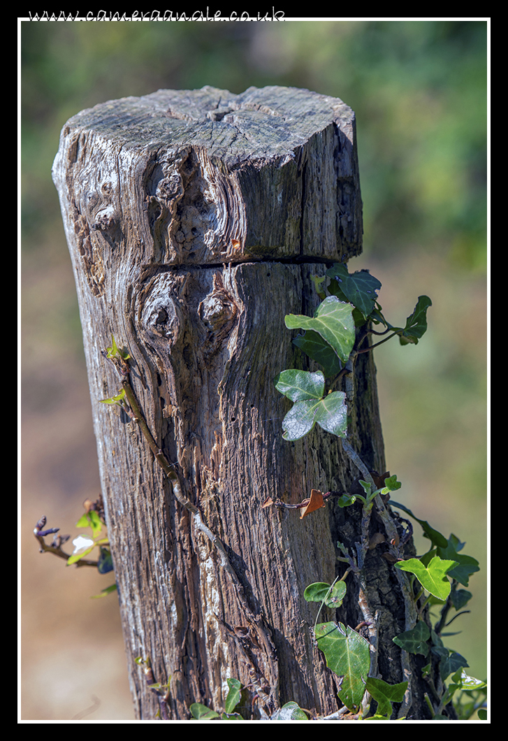 Stump
Keywords: Stump