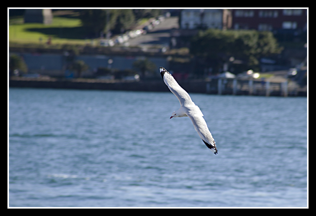 Seagull
A Seagull flies over Sydney Harbour
Keywords: Sydney Harbour Seagull