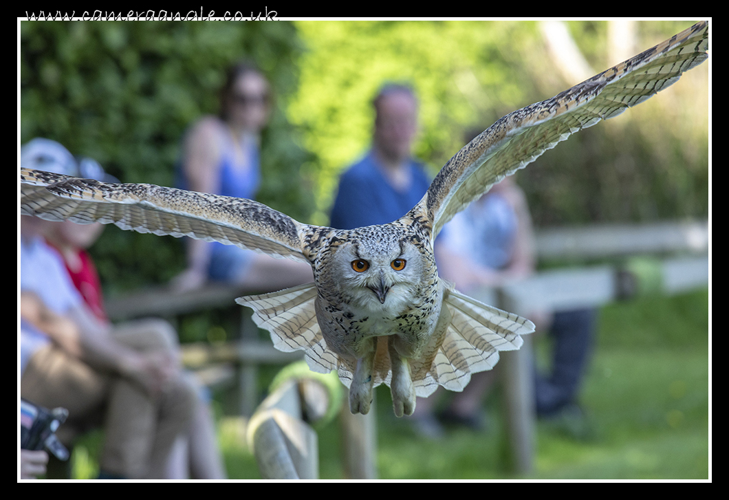 Tawny Own
Liberty's Owl, Raptor and Reptile Centre
Keywords: Liberty&#039;s Owl, Raptor Reptile Centre Tawny Owl