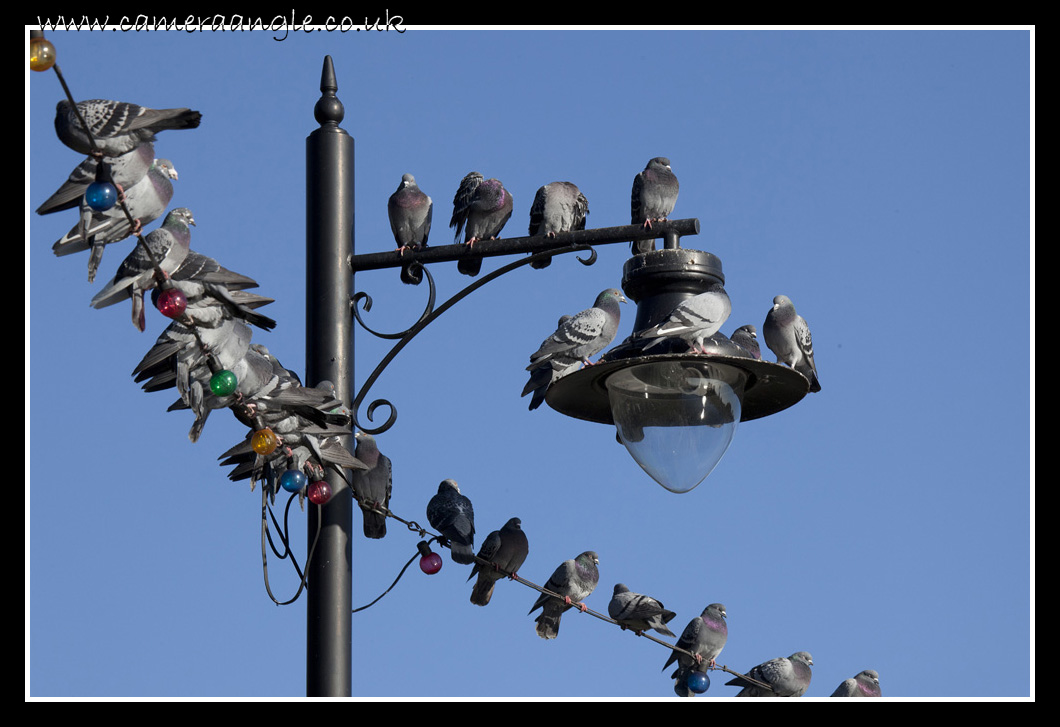 The Birds
Hitchcock anyone?
Keywords: Southsea Birds