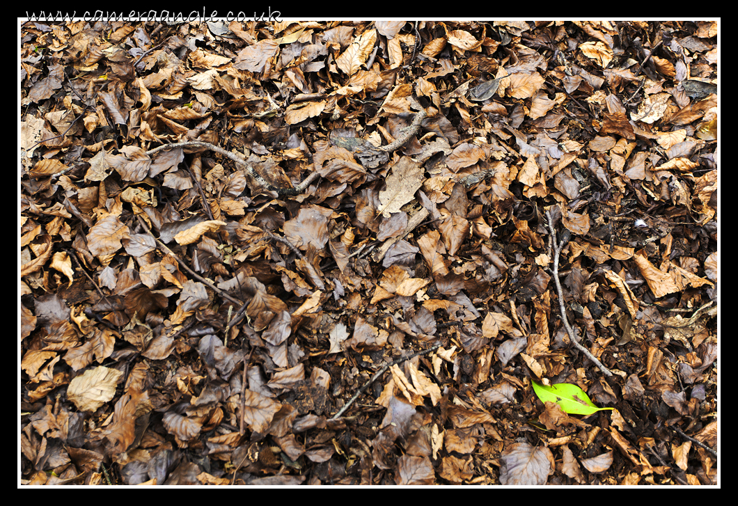 The Green Leaf
Keywords: Green Leaf leaves