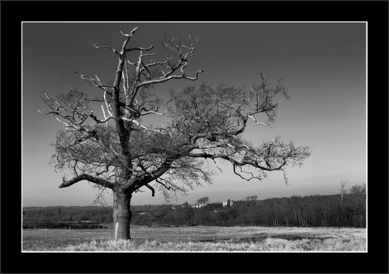 Tree
A baron tree lies half dead and lonely in a field
Keywords: Tree