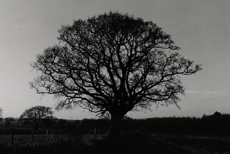 Tree
Picture of a tree at Boarhunt. The main point of this image is not the content, more the fact that it was a monochrome film that I developed and printed at college.
Keywords: Tree