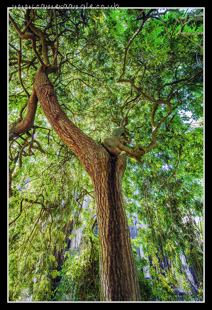 Tree
Tree in Tewkesbury Abbey
Keywords: Tewkesbury Abbey Tree