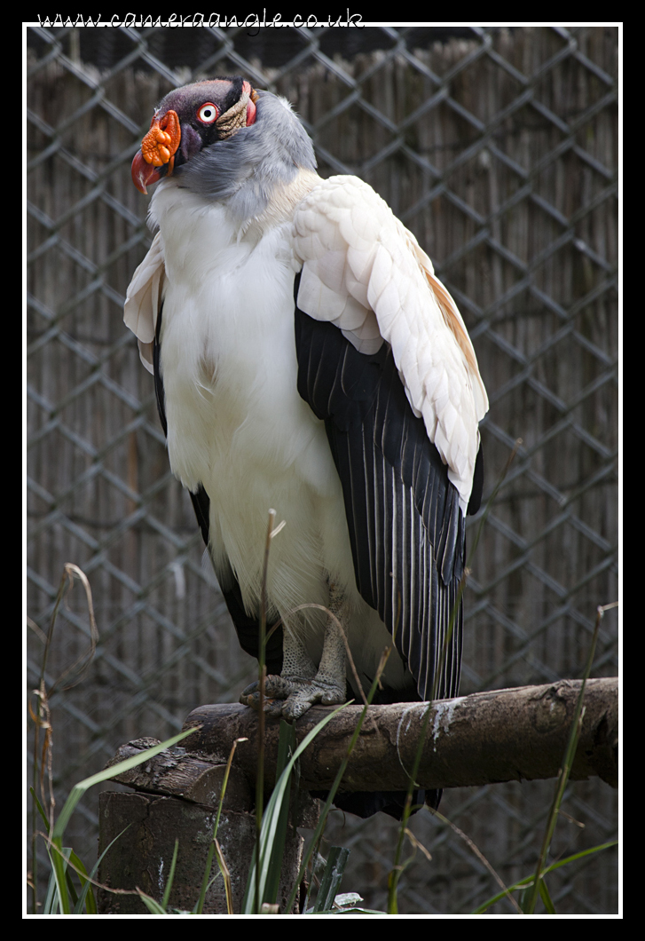 Turkey Vulture
Keywords: Turkey Vulture