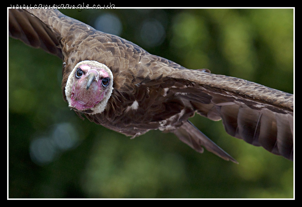 Vulture
Keywords: Vulture
